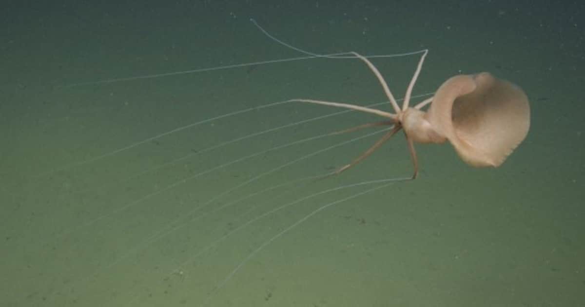 Una expedición marina encontró un calamar alienígena a 3 kilómetros de profundidad