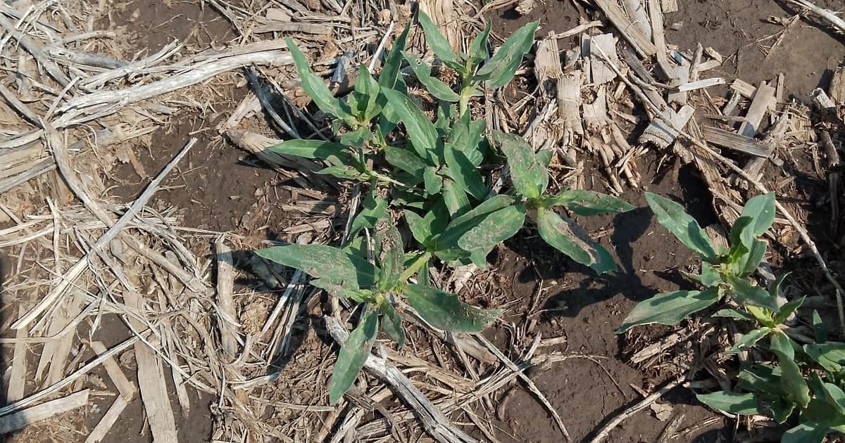 Es ahora: en primavera se abre la ventana clave para frenar a Borreria