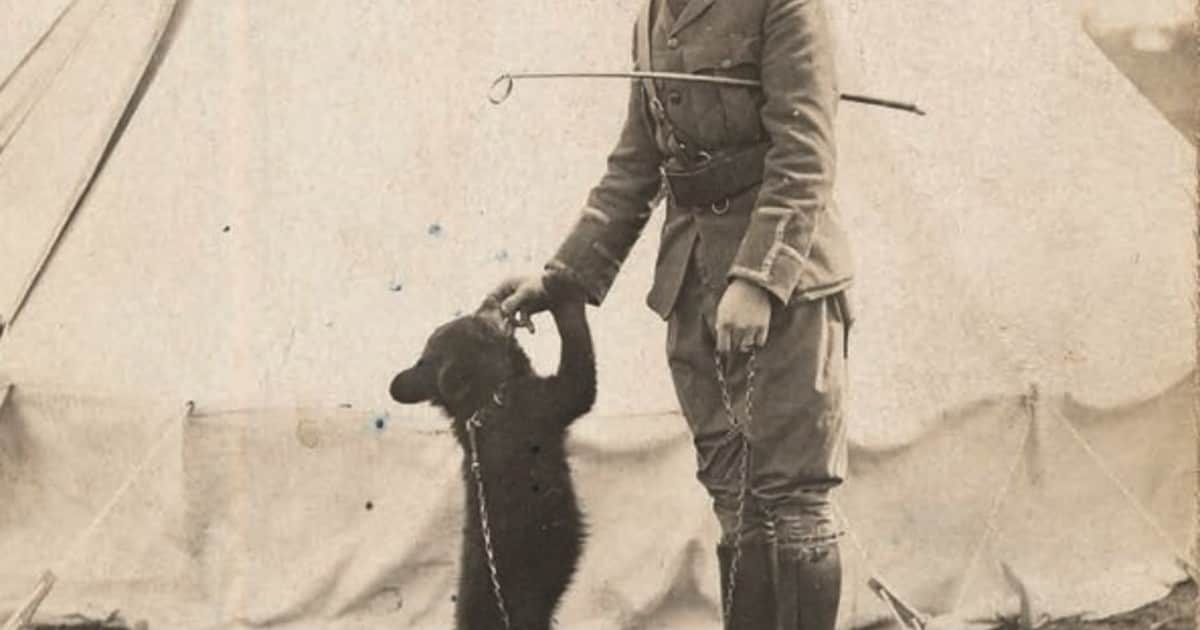 La compraron por 20 dólares, terminó en un zoológico y se convirtió en "Winnie the Pooh": la historia de la osa que inspiró al famoso personaje de Alan Milne