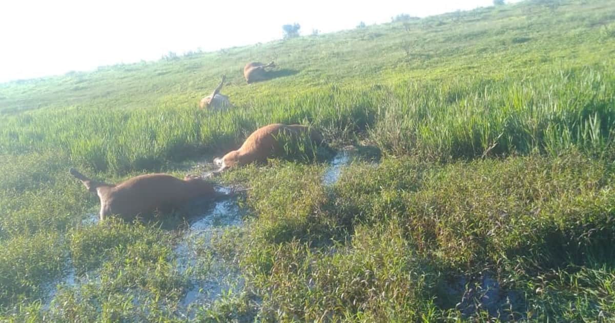 "Mafias organizadas": productores en alerta por los casos de abigeato en la frontera con Brasil
