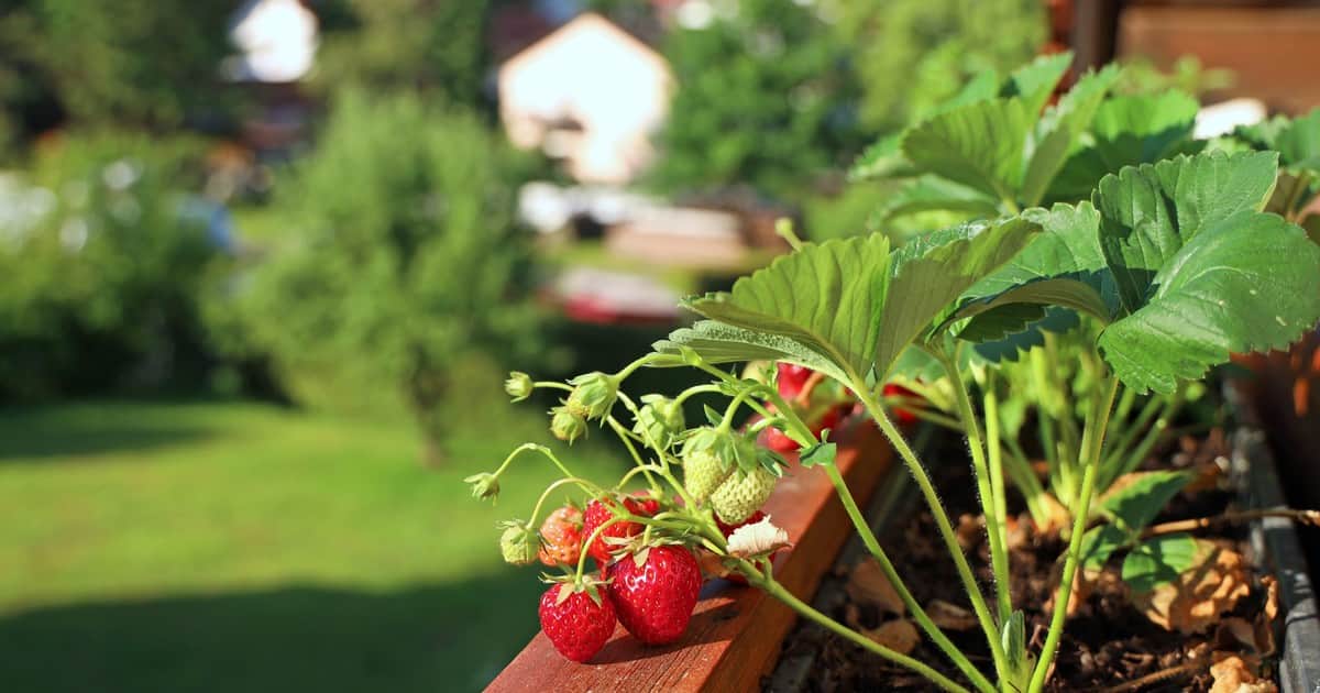 Huerta-jardín de primavera: cómo combinar diseño y plantas comestibles, y qué sembrar en septiembre