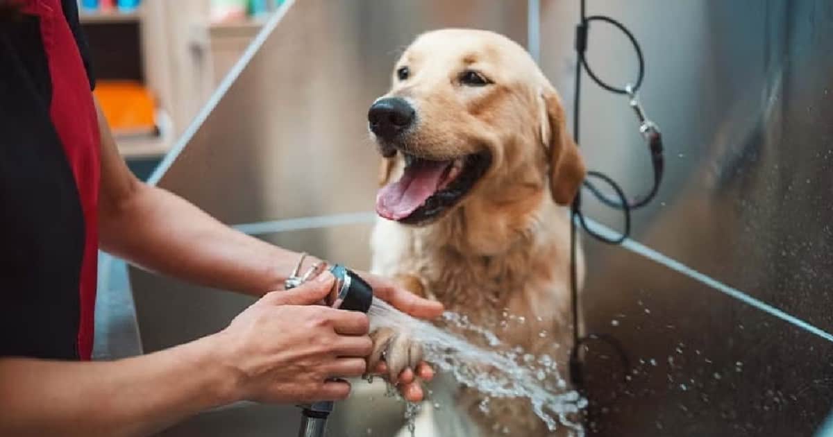 Cristina González, veterinaria, sobre cómo bañar a un perro: “Tenemos que hacerlo en tandas muy cortas y darle premios mientras lo mojamos poco a poco”