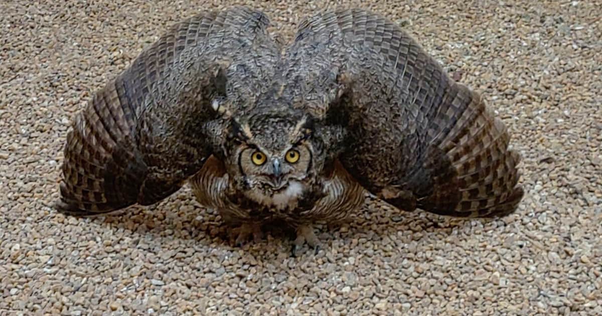 Un búho americano volvió a volar en libertad meses después de haber sufrido severas lesiones en un accidente con un adorno de jardín: "Nos alegra enormemente que el tratamiento haya funcionado y hayamos podido devolverlo a su hábitat"