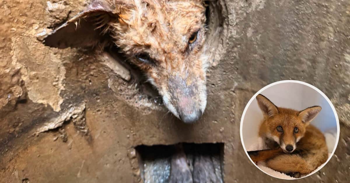 Un cachorro de zorro fue rescatado tras permanecer nueve horas atrapado en una tubería: "Es un luchador"