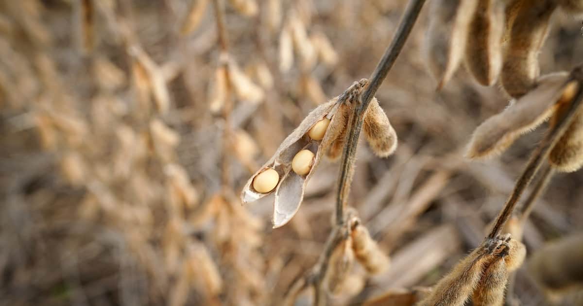 La soja alcanzó su precio más alto desde enero de 2024, a la espera del nuevo informe del USDA