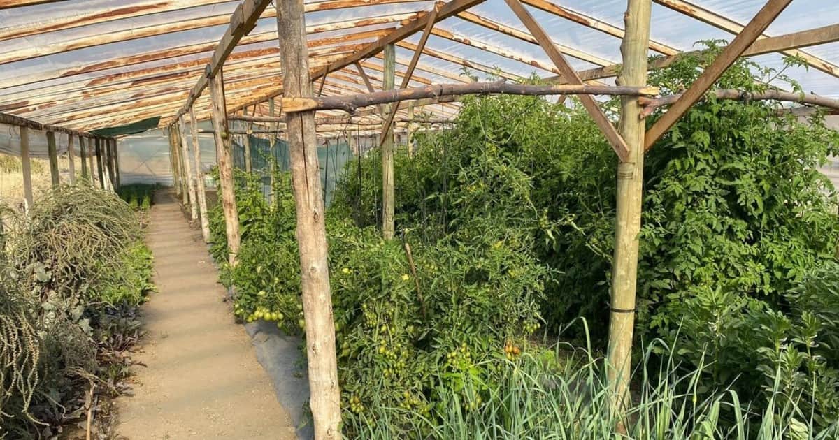 Querían hacer algo diferente y terminaron cultivando 3.000 plantas por mes en un invernadero de la Patagonia