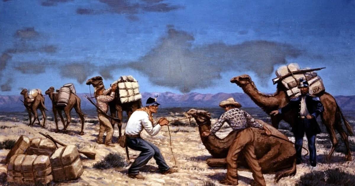 En 1856, el Ejército de los Estados Unidos invirtió 30 mil dólares para la compra de camellos con fines militares; sin embargo, la iniciativa fue sepultada en el desierto de California por la Guerra Civil