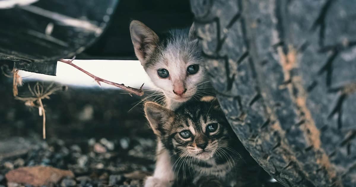 Las gestoras felinas se organizan para pasar del voluntariado a ser parte de la responsabilidad pública: “Los gatos callejeros tienen ley”