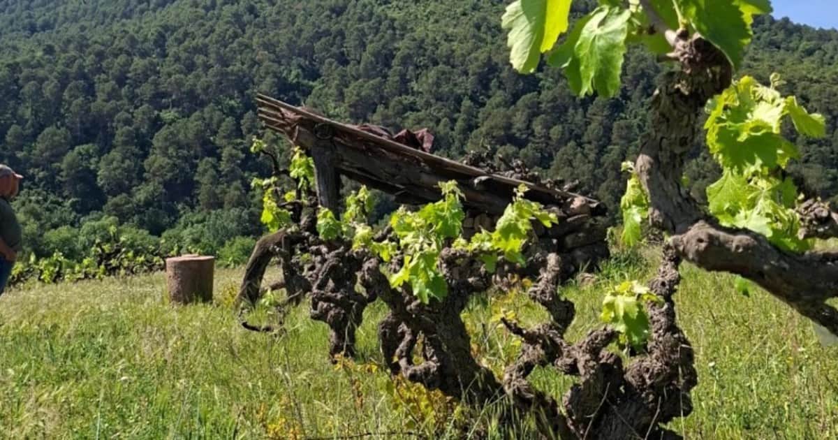 La bodega catalana que apuesta por volver a los orígenes del vino ancestral: “En los años 80 y 90 nos creíamos que las variedades foráneas eran mejores que las autóctonas"