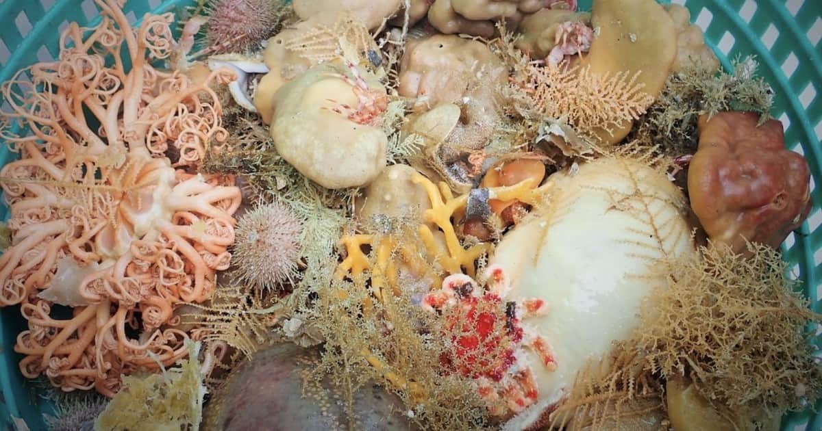 Hallazgo en las profundidades: científicos descubren nueve nuevas especies de esponjas marinas en el golfo de Alaska y las islas Aleutianas
