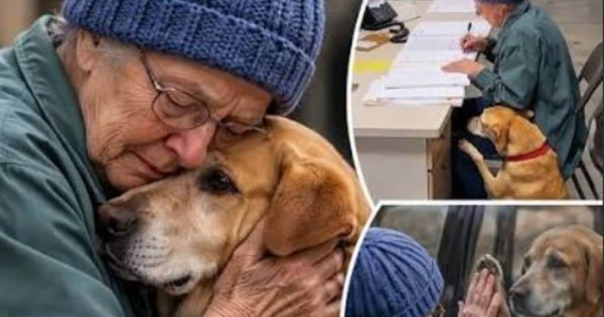 La despedida que emociona al mundo: una mujer enferma debe entregar a su perro a un refugio
