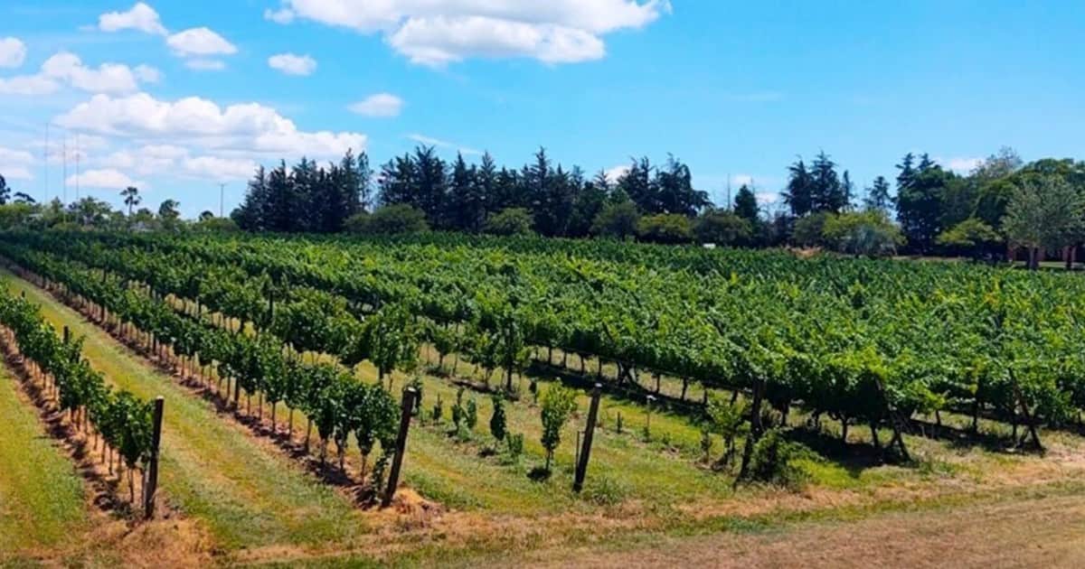 Viñedos y termas: la original "experiencia eno-termal" de un destino entrerriano con historia y playas de río