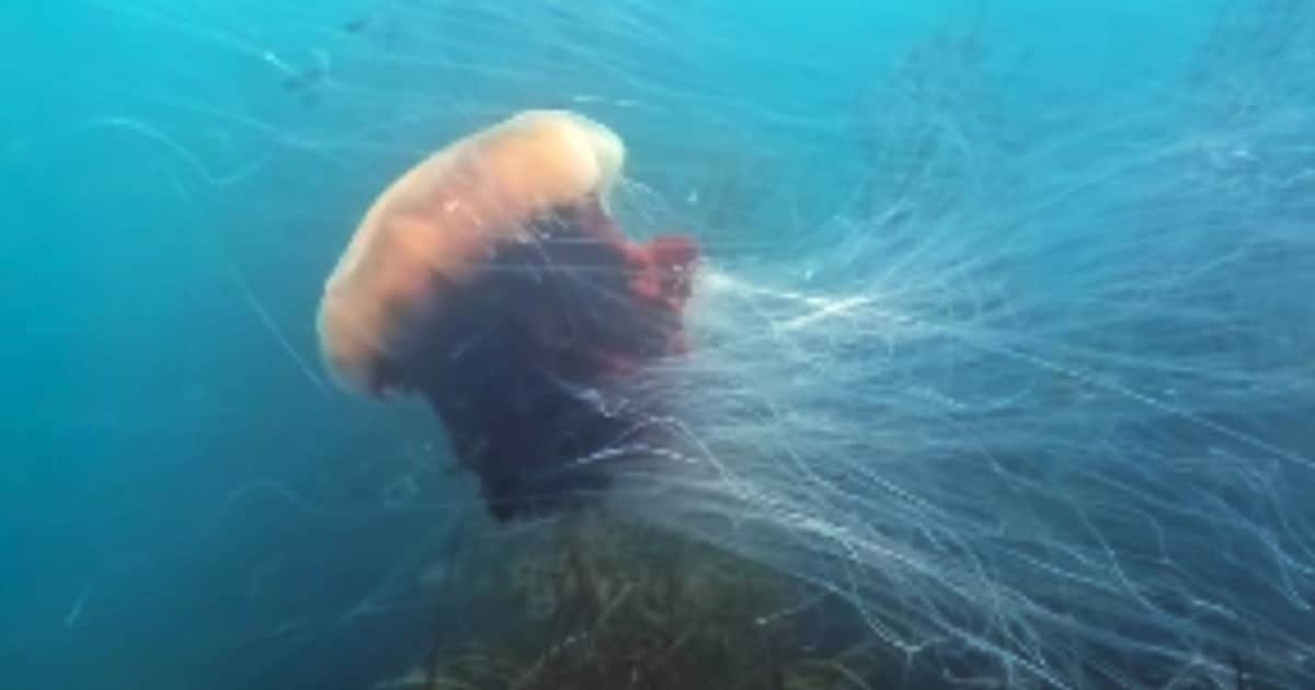 Un conservacionista filmó a una medusa gigante con tentáculos de 12 metros: "Debía tener el tamaño de un autobús o un tren pequeño, no podía creer lo grande que era"
