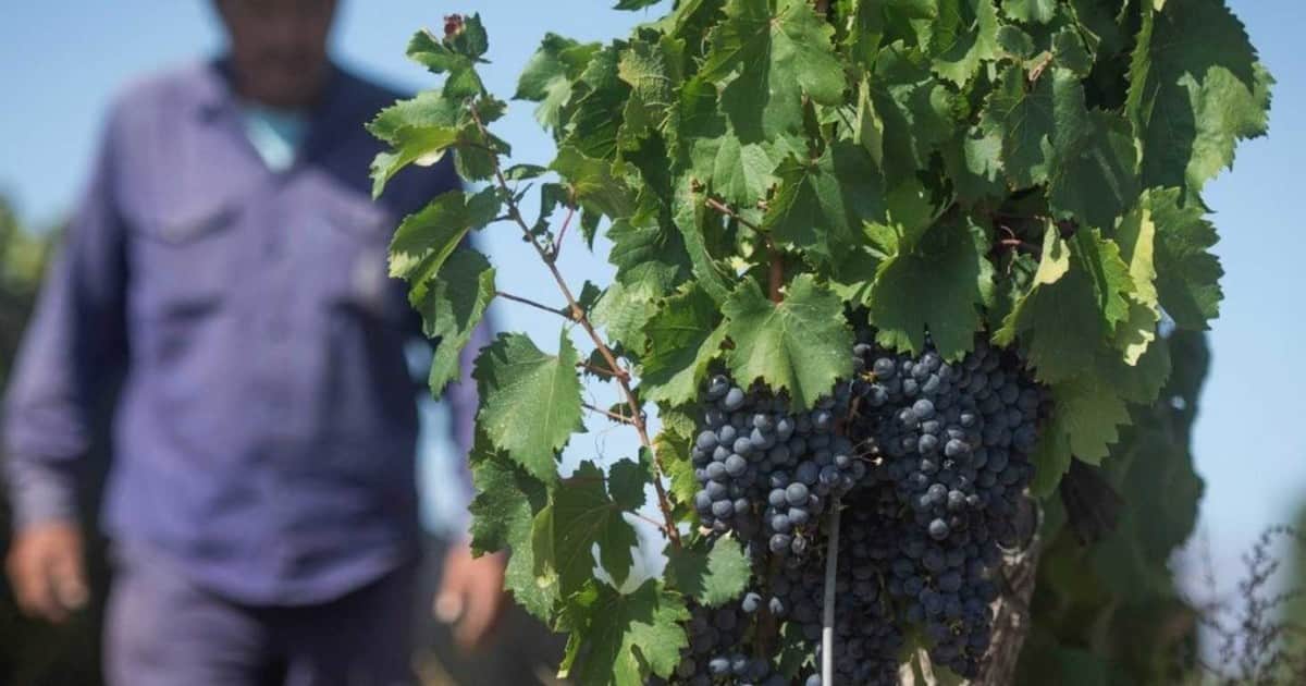“Crisis crónica”: dos economías regionales claves profundizan su mal momento y los productores aseguran que hace tres años que no logran cubrir sus costos