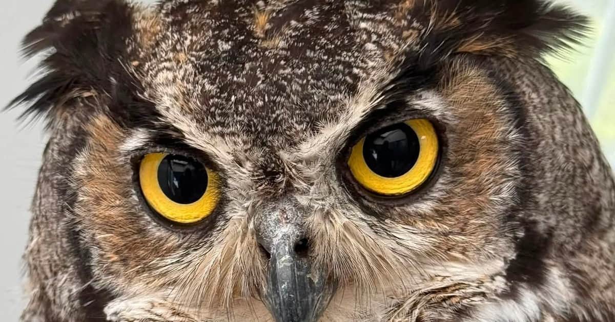 Un búho que se enganchó con una red y sufrió múltiples lesiones volvió a la naturaleza tras un proceso de rehabilitación: "Logró una recuperación increíble"