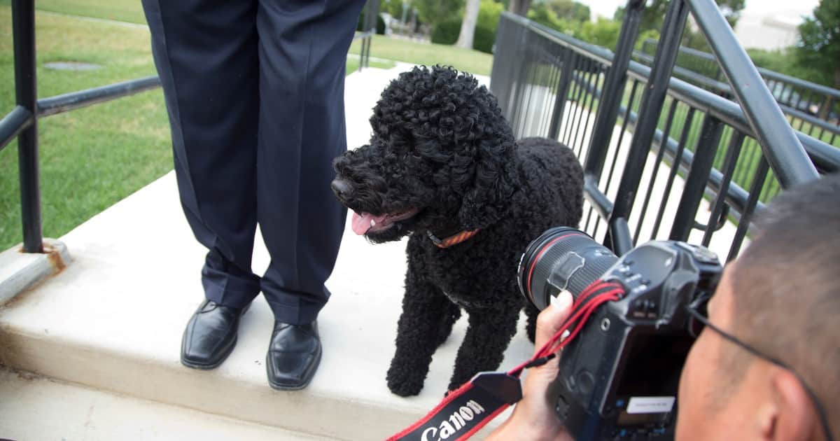 Murió la perra Sunny, que acompañó a la familia Obama en la Casa Blanca durante su último mandato como presidente de los Estados Unidos
