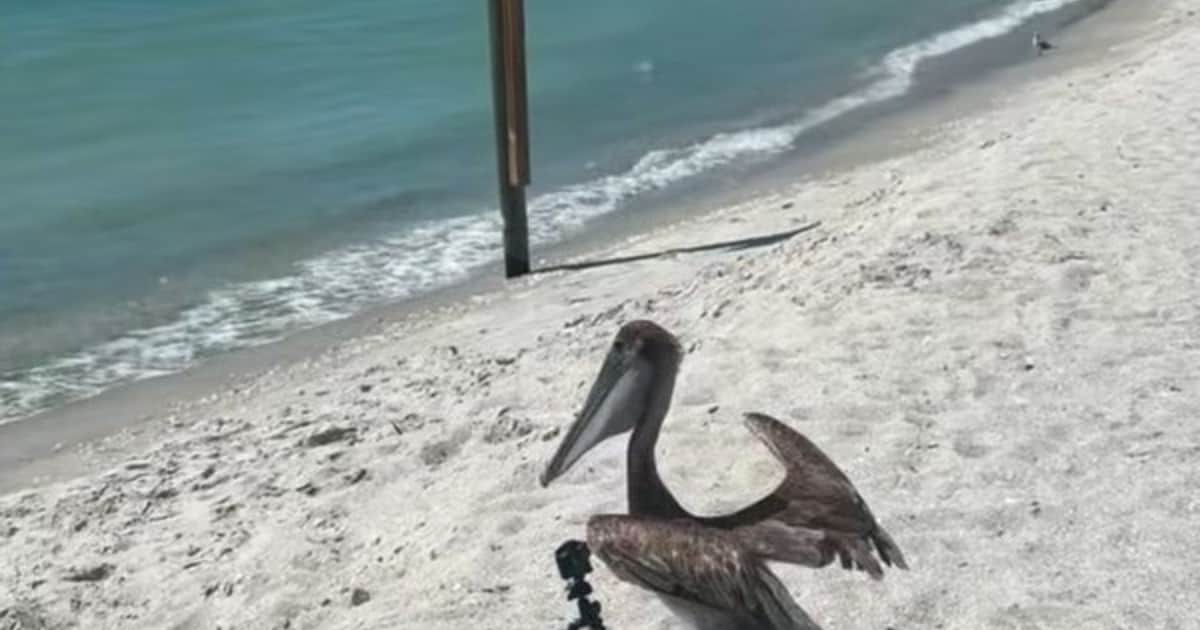 Un pelícano que sufrió múltiples lesiones a causa de anzuelos de pesca volvió a volar en libertad tras cuatro meses de cuidados especializados: "Nos alegró mucho ayudar a este pelícano a recuperarse por completo, a pesar del pronóstico adverso"