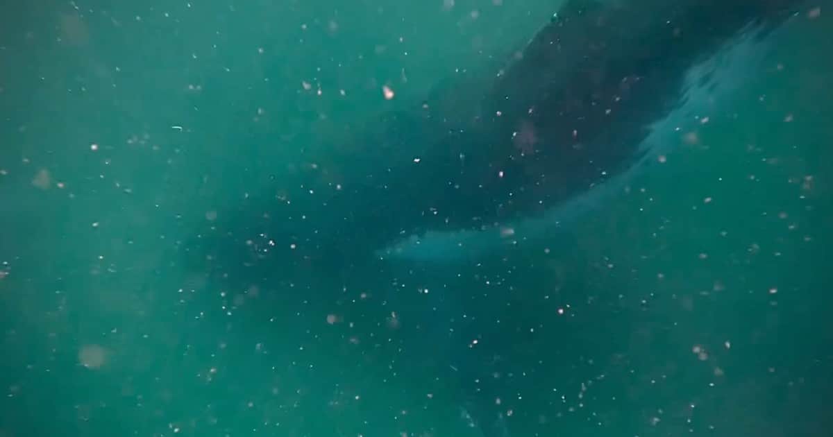 Video: una ballena jorobada “llora” la muerte de su cría recién nacida y sorprende a investigadores