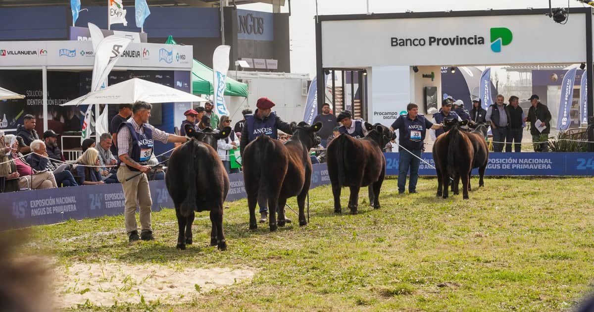 Cuenta regresiva para la Semana Angus de Primavera en Cañuelas