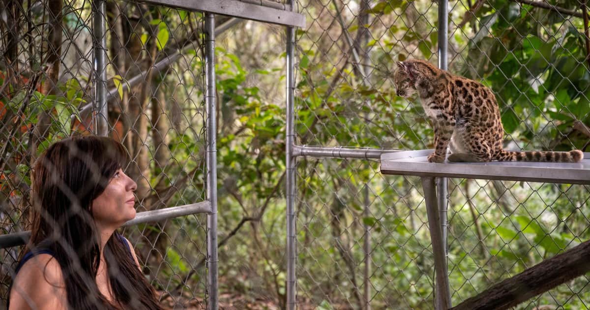 Paola Nogales-Ascarrunz, bióloga que descubrió una nueva especie de gato: "En ciencia, en lugar de competir colaboramos, así llegamos más lejos"