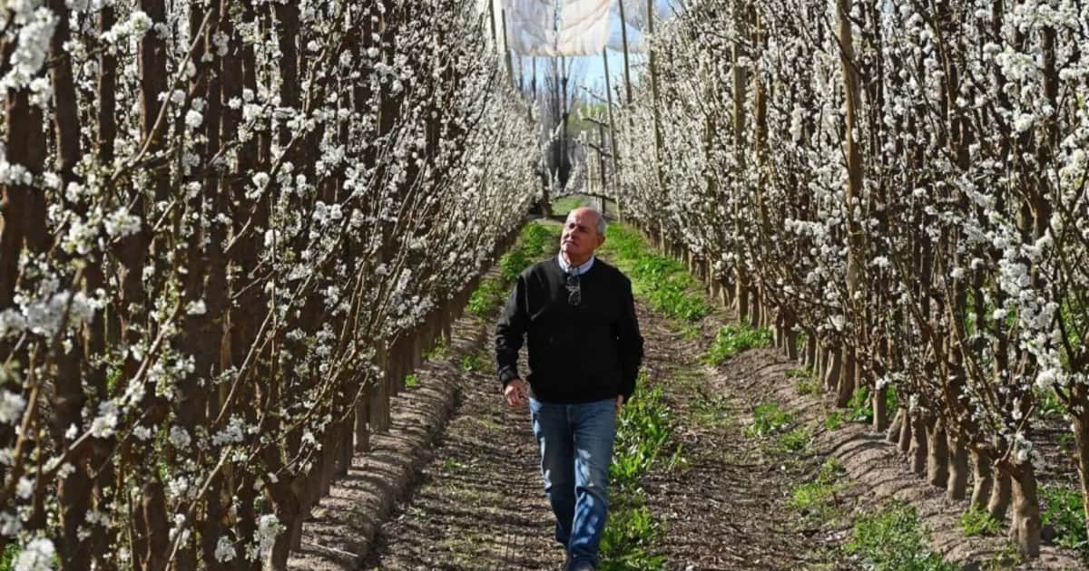 Dejó de producir peras, viajó a Italia y encontró la respuesta que cambió para siempre su negocio en la Patagonia