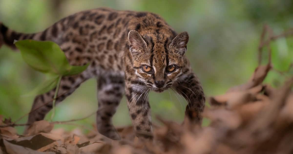 El "Tilcayo", un gato nuevo para la ciencia: cómo es la primera especie de felino descubierta en 100 años