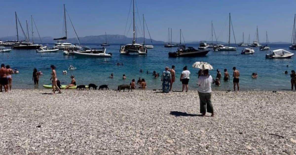 La insólita isla griega donde los turistas se bañan junto a cerdos salvajes