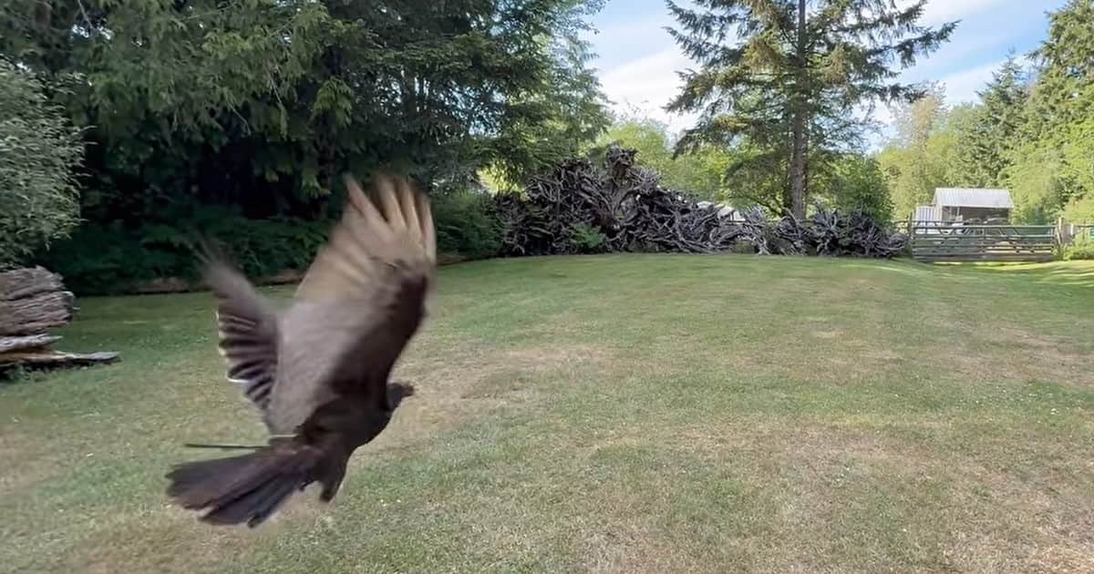 Un buitre regresó a la naturaleza tiempo después de sobrevivir a un desafortunado accidente en una carretera: "Cada liberación exitosa nos recuerda por qué es importante la rehabilitación de la fauna silvestre"