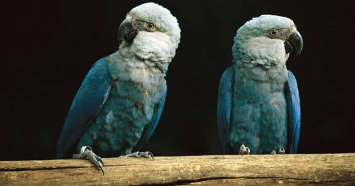 En el 2000, el guacamayo de Spix fue declarado extinto en estado silvestre, 22 años después volvió a su hábitat, pero la aparición de un virus puso en riesgo el programa