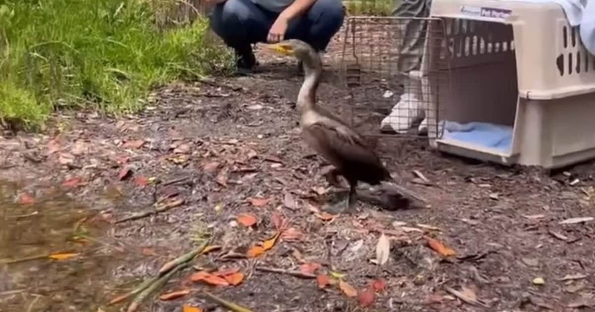 Un cormorán que estaba débil y no podía mantenerse en pie logró volver recuperado a su hábitat natural gracias a una organización: "¡Se encontraba listo para ser liberado tras poco más de una semana bajo nuestro cuidado!"