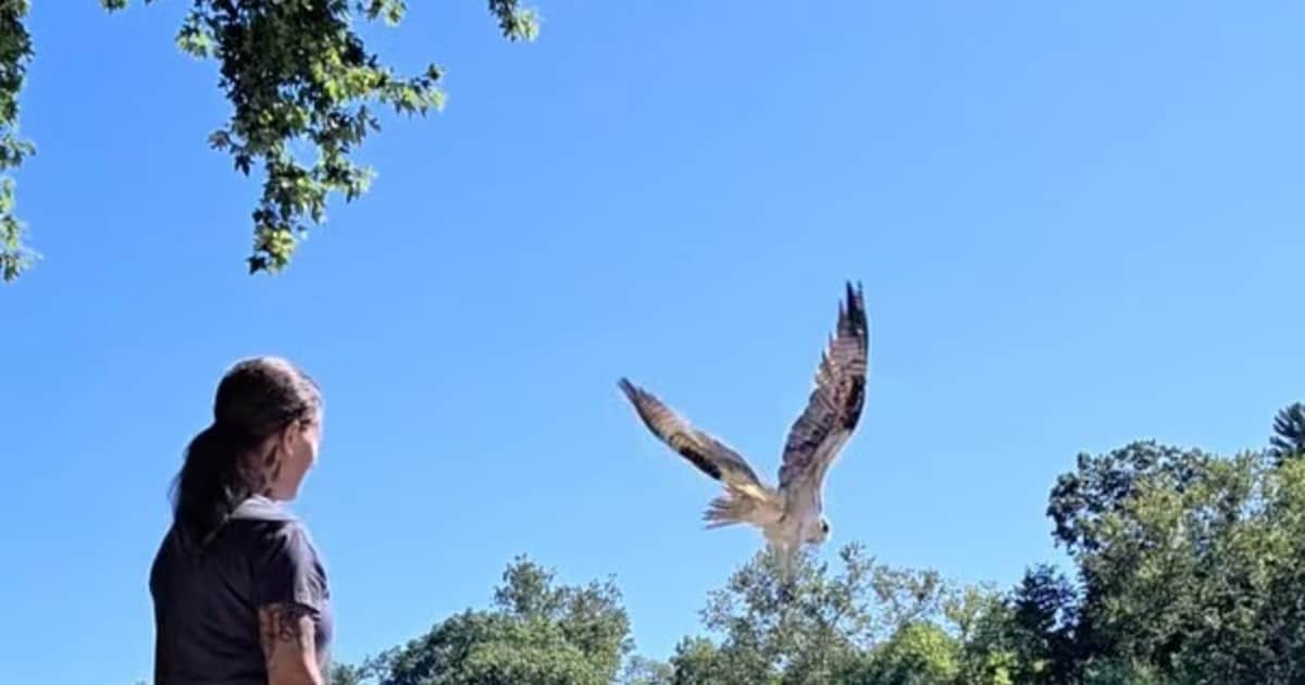 Un águila pescadora que sufrió una severa infestación por larvas volvió a volar en libertad tras una rehabilitación: "De regreso a la naturaleza"