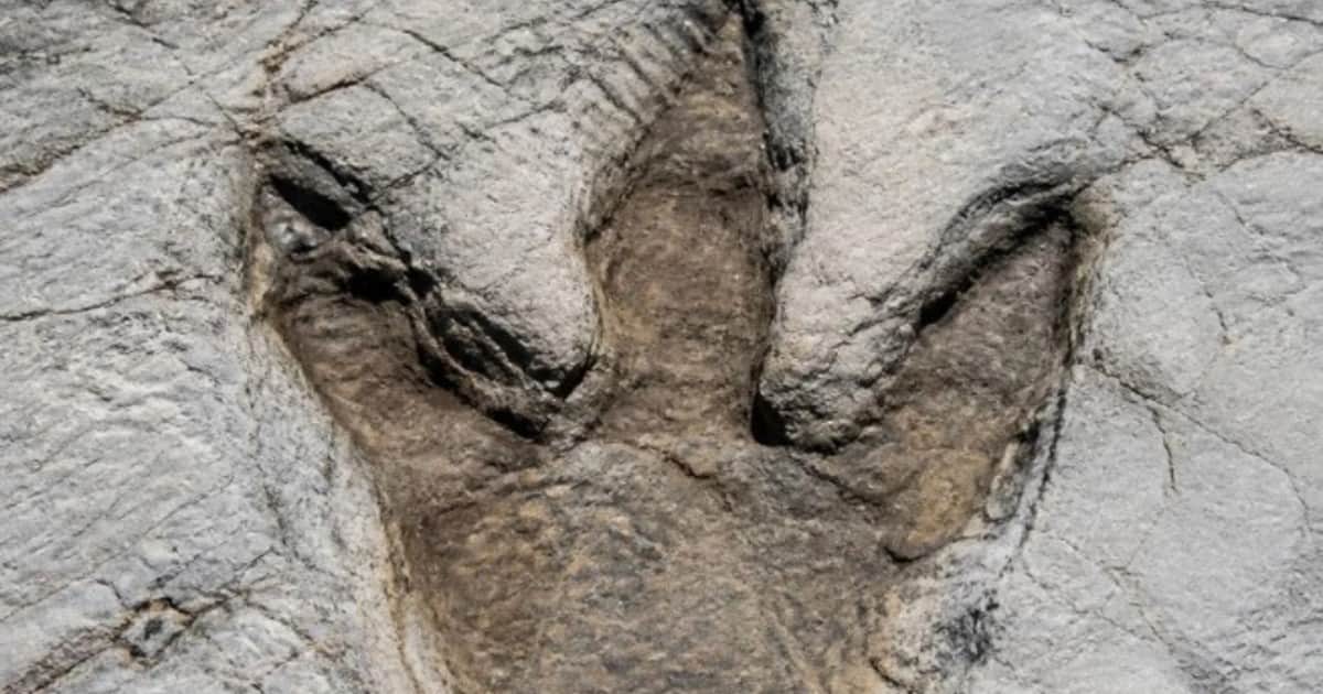 Descubrieron las primeras huellas de una caminata de un Tyrannosaurus Rex adulto