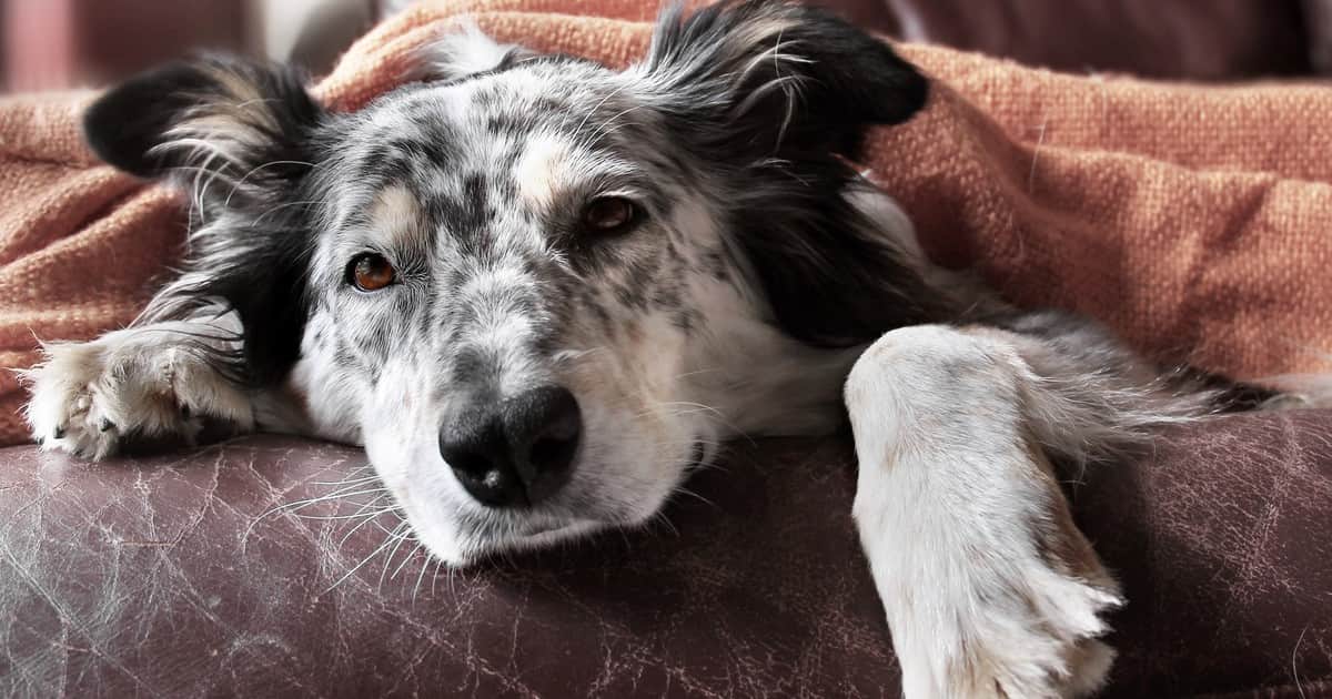 Juan Manuel Liquindoli, educador canino: “Cada día con un perro viejo es un regalo. Merecen que los acompañemos con paciencia, respeto y mucho amor”