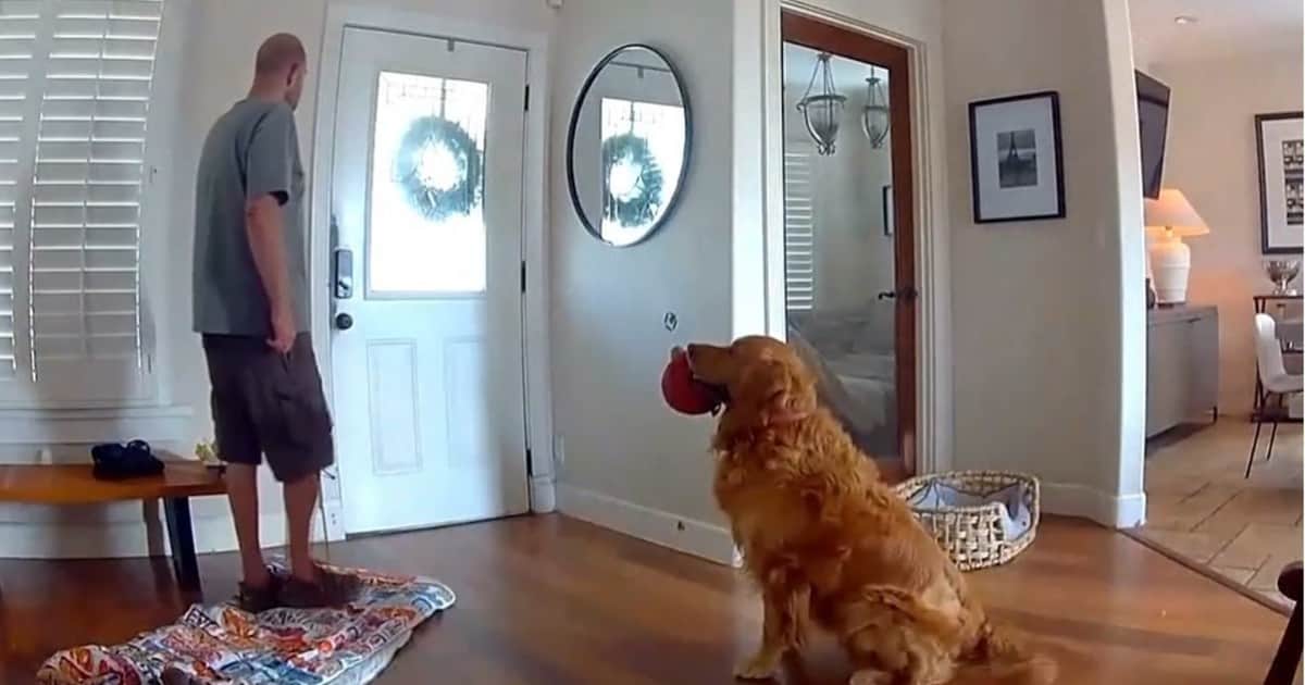 Nash, el perro que invitó a jugar al ladrón que entró a robar su casa