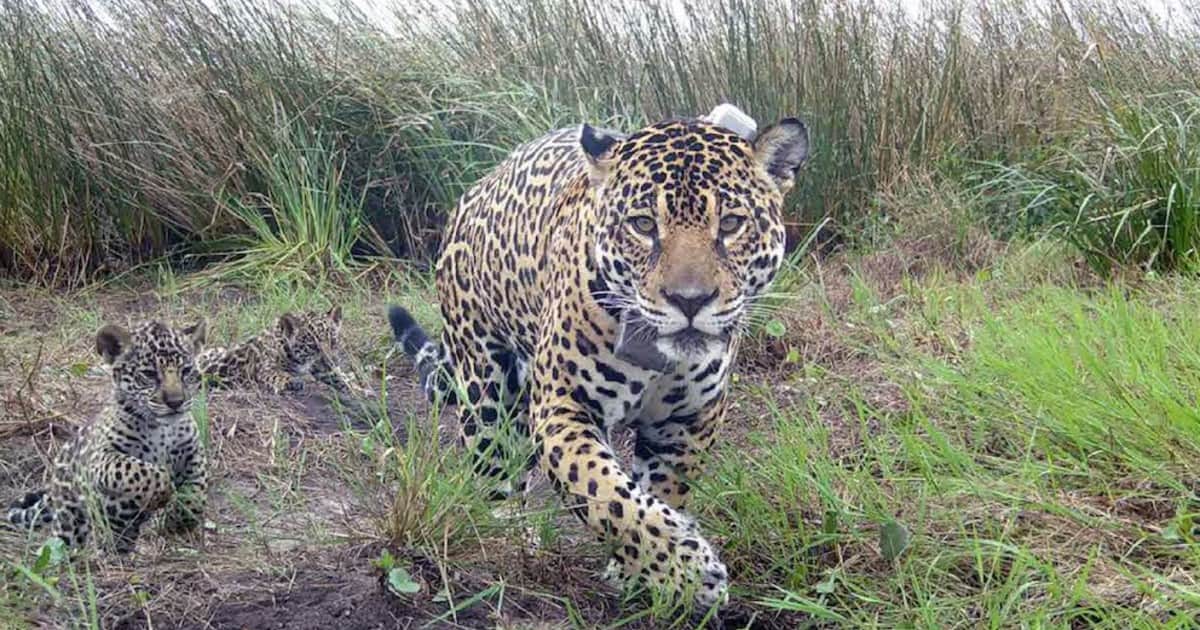 Hace 19 años comenzaron a recuperar la fauna de un enorme territorio de Corrientes: ya volvieron 7 especies