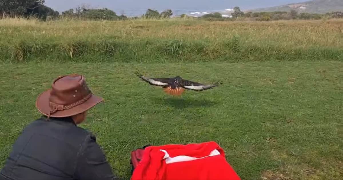Un ave rapaz hallada en el suelo con problemas de salud regresó a la naturaleza luego de recibir cuidados especializados: "Su capacidad de vuelo siguió mejorando y, finalmente, se consideró que estaba lista para ser liberada"