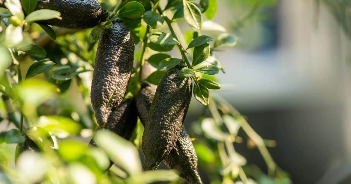 El árbol del cítrico más caro del mundo: cómo cultivarlo en maceta y cosechar “caviar” en tu balcón