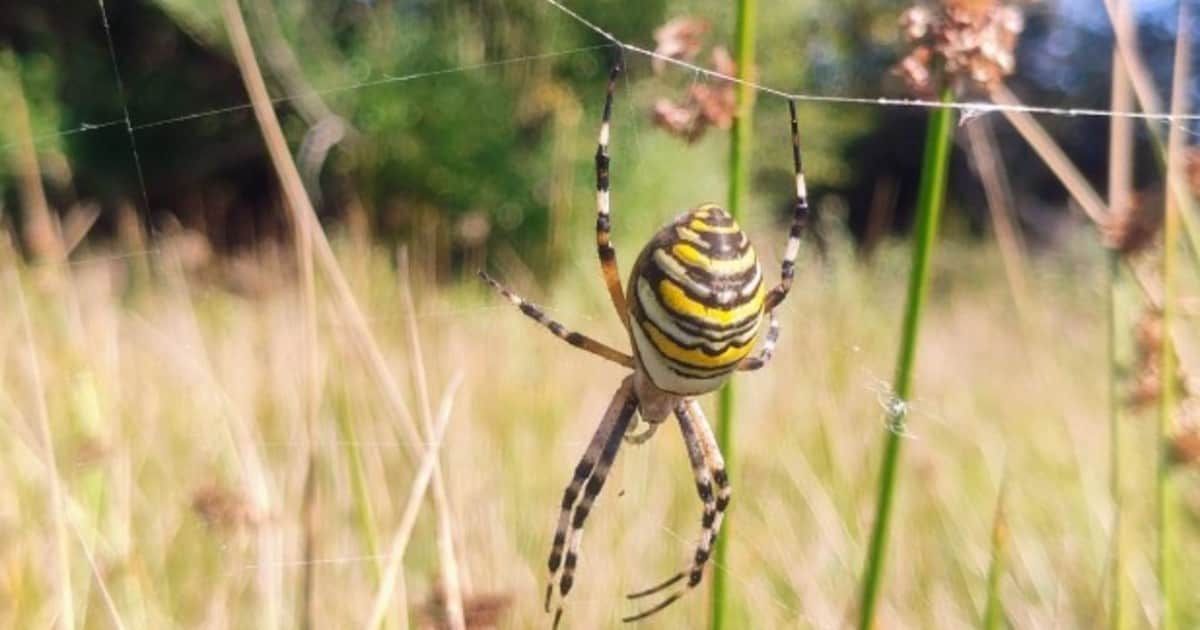 Una llamativa araña avispa aparece por primera vez en el noroeste de Inglaterra: qué se sabe del hallazgo y por qué preocupa