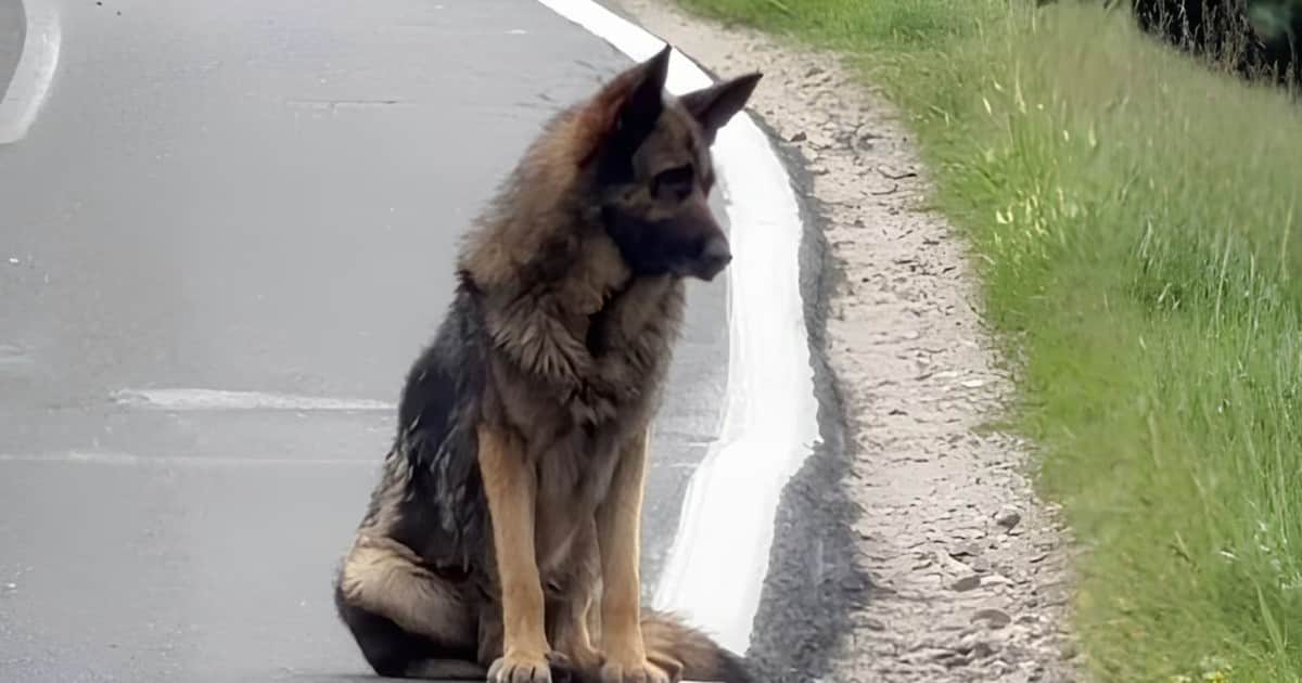 Lo abandonaron en la carretera y los esperó durante semanas: la conmovedora historia del perro Atlas