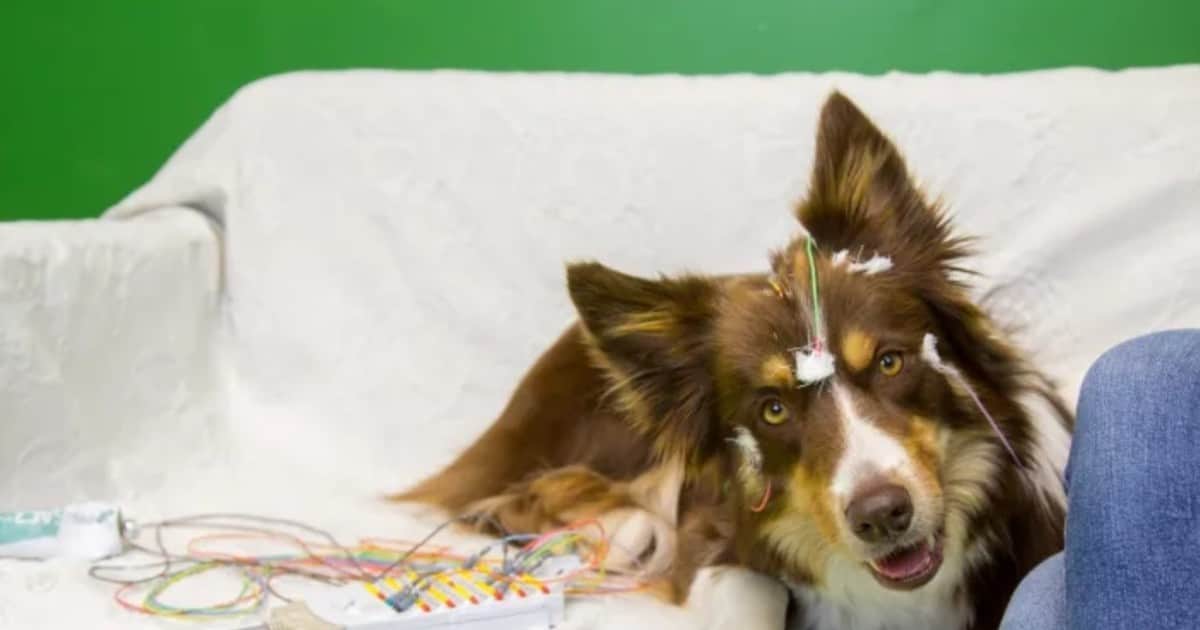 Descubren que el cerebro de los perros segmenta el habla igual que el de los humanos
