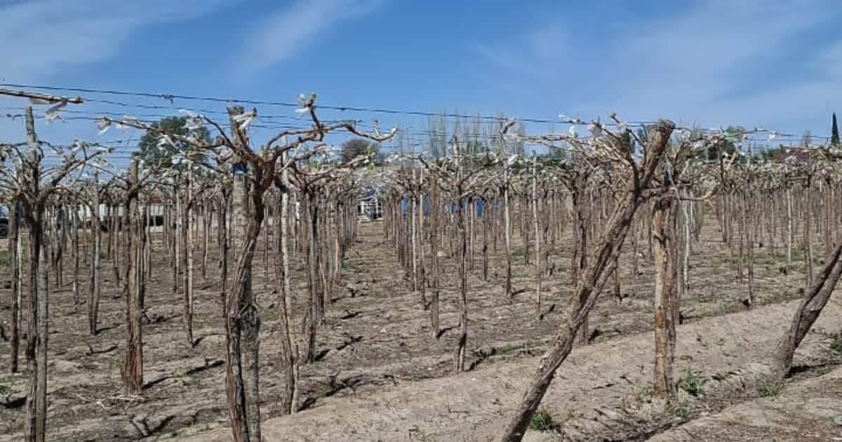 Las heladas le dieron un duro golpe a la principal actividad agropecuaria de una provincia y estiman pérdidas de hasta el 60% en la producción de una variedad clave