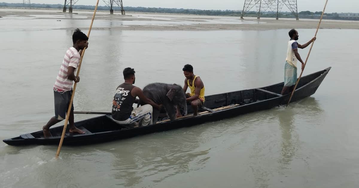 Cinco pescadores le salvaron la vida a un elefante bebé que se estaba ahogando y lo llevaron con su madre: "Una hermosa historia de rescate y reencuentro"