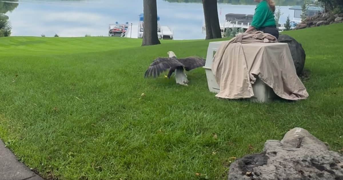 Un águila calva rescatada en mal estado tras quedar atrapada en un árbol comenzó una nueva vida en libertad gracias a una organización especializada: "¡Estamos muy contentos de verla volar libremente de nuevo!"