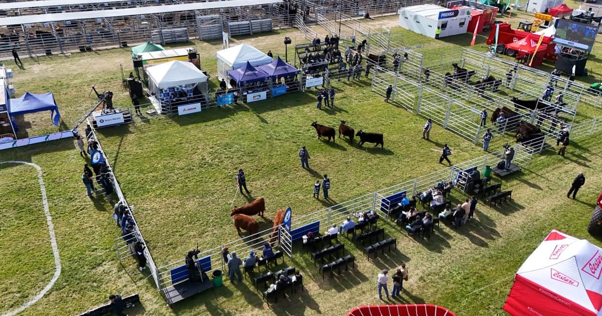 Ya están los primeros ganadores en lotes de Angus Primavera