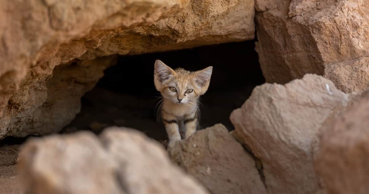 Un hombre logró fotografiar al gato de las arenas, uno los felinos más esquivos del mundo: "Es muy, muy raro verlos, estoy feliz"