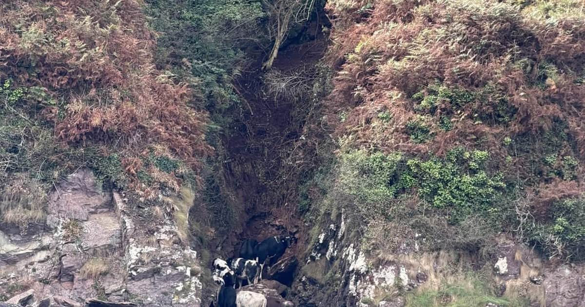 Ocho vacas cayeron por un acantilado y quedaron atrapadas entre las rocas: así fue el operativo para rescatarlas
