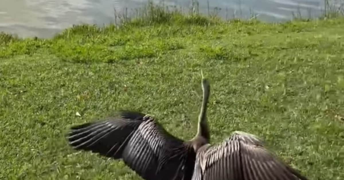 Una aninga australiana rehabilitada volvió a vivir en libertad tras haber sido víctima de un preocupante incidente con un hilo de pesca: "Tenía el pico enredado con un sedal y fue hallada colgando de un árbol"