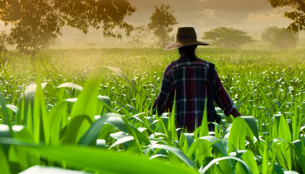 En EEUU y Brasil, productores están en jaque por el alto endeudamiento: ¿ventaja para el campo argentino?