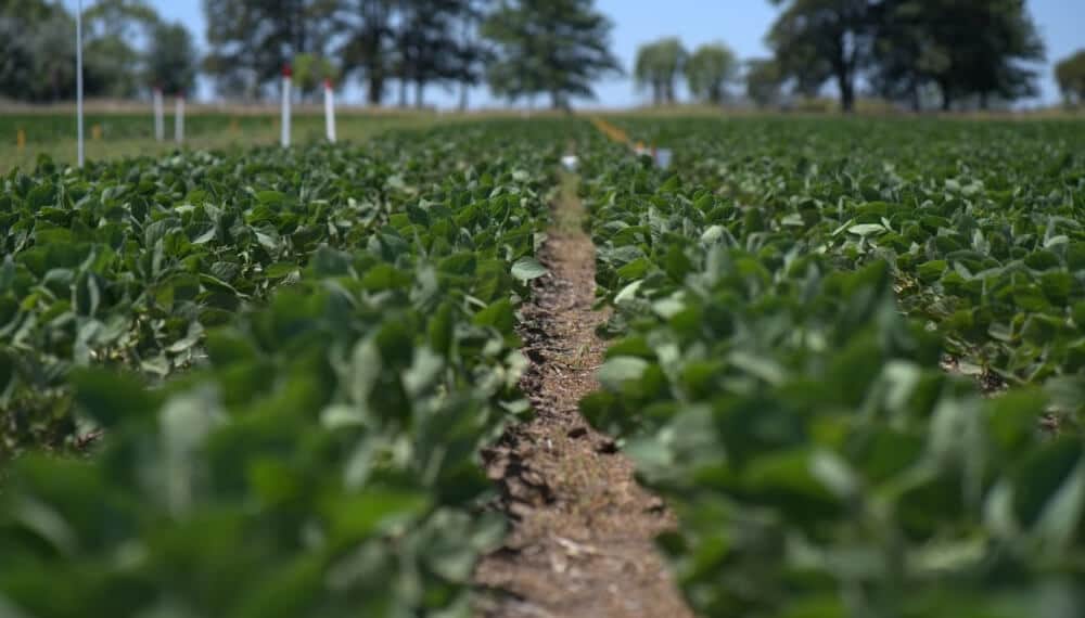 Nace Vylor, una nueva gigante de las semillas: creada por Corteva, promete “reinventar la agricultura”