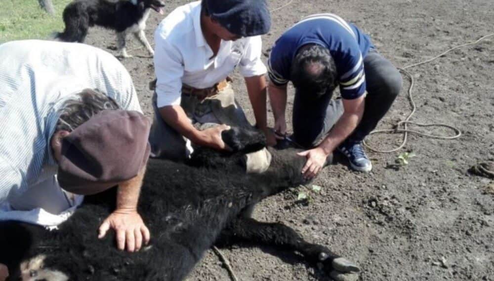 El complejo combate contra la garrapata bovina en el Litoral: un alerta por los residuos en carne